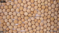 column seed