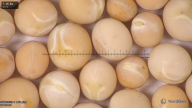 column seed