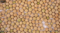 seed