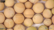 column seed