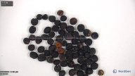 seed
