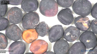 column seed
