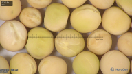 column seed