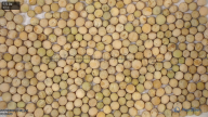 seed