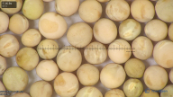 column seed
