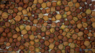 seed
