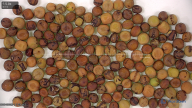 column seed