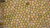 seed