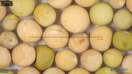 column seed