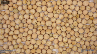 seed