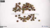 seed