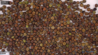 seed