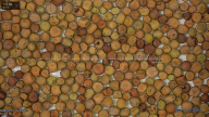 seed