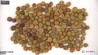 column seed