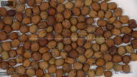 seed
