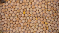 seed