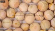 column seed