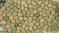 seed