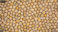 seed