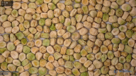 seed