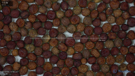 seed