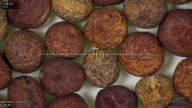column seed