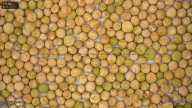 seed