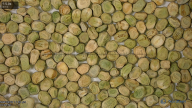 seed
