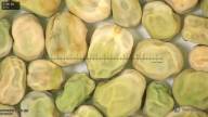 column seed