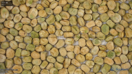 seed