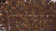 seed