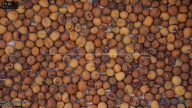 seed