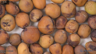 column seed