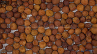 seed