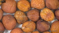 column seed