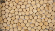 seed