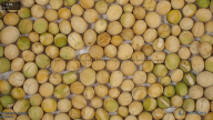 seed