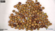 seed