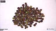 seed