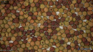 seed