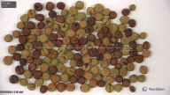 column seed
