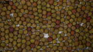 seed