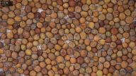 seed