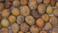 column seed