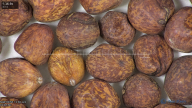 column seed