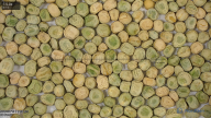 seed