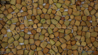 seed