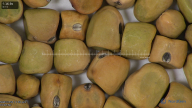 column seed