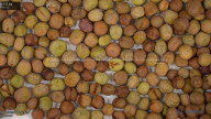 seed