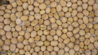 seed